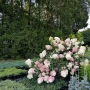 Hortenzija šluotelinė (Hydrangea paniculata) 'Vanile Fraise'
